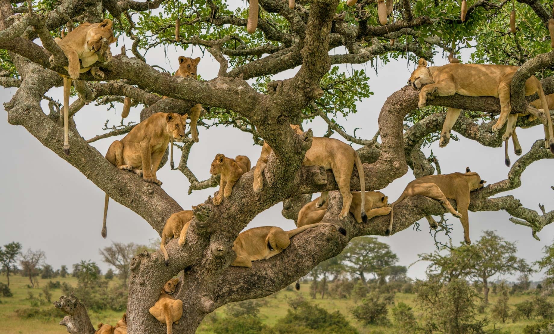 4 day safari in tarangire and Ngorongoro Crater