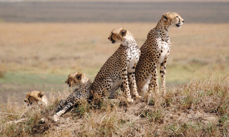 5 day safari in tarangire and Ngorongoro Crater