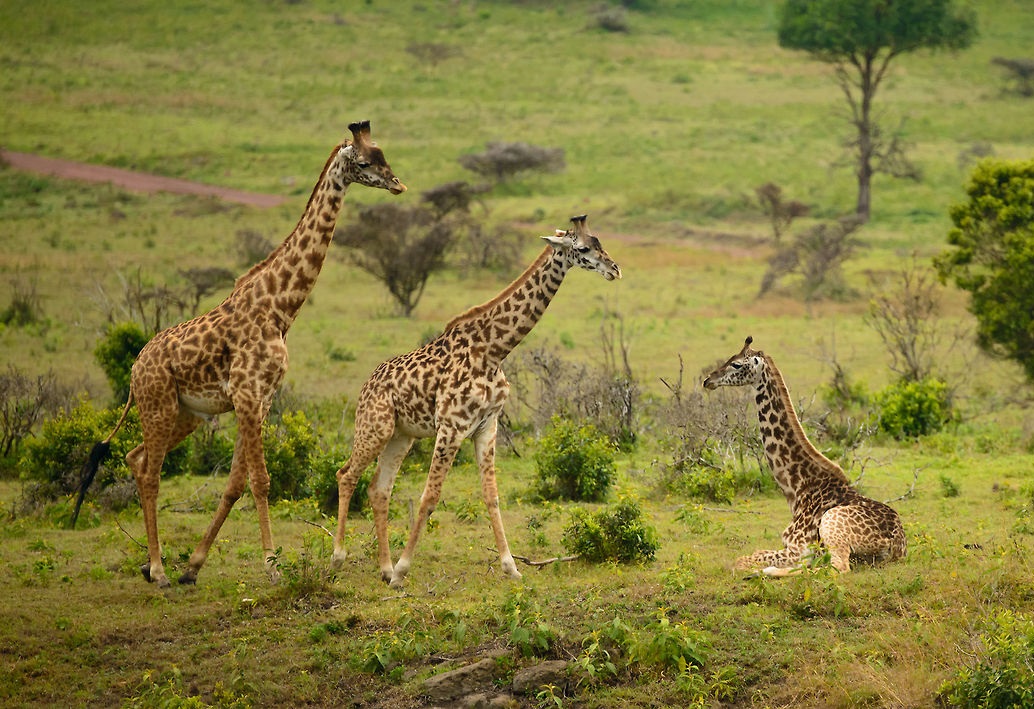 Arusha National Park: Tanzania Safari