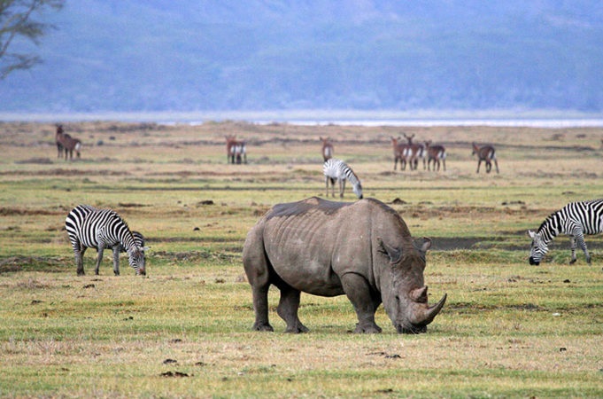 Ngorongoro Crater:Tanzania Safari