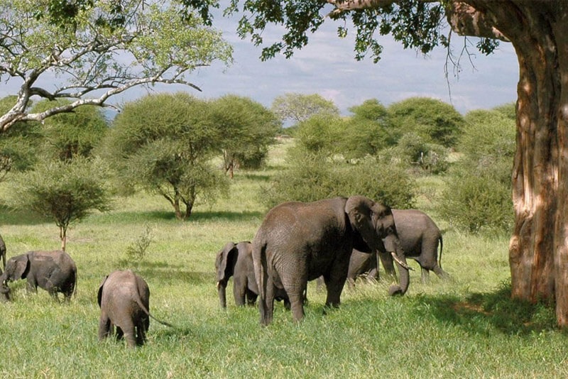 Tarangire National Park: Tanzania Safari 